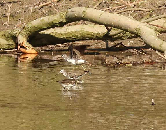 Piro-piro culbianco  - Adelfina Aldrovandi