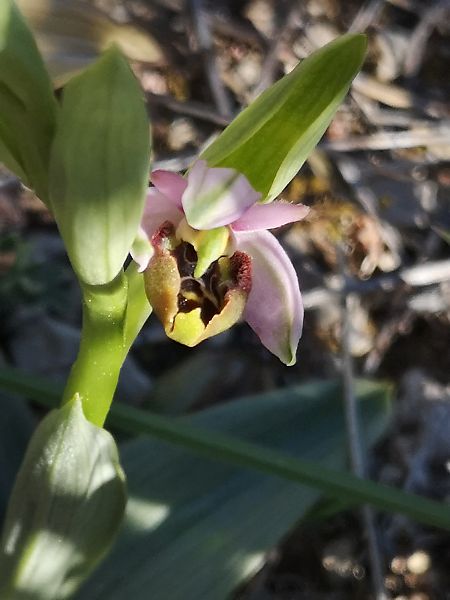 Ophrys fuciflora subsp. druentica  - Richard Fay
