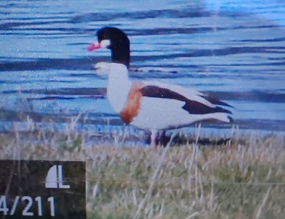 Volpoca  - Gianluca Congi