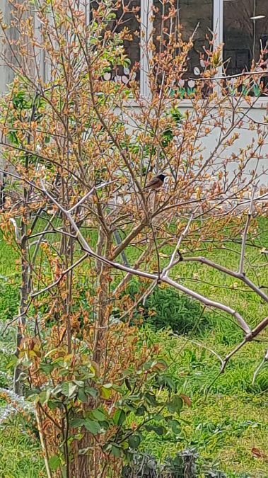 Codirosso  - Pietro Scarpa