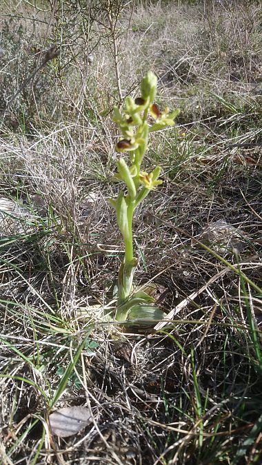 Ophrys sphegodes  - Monique Souben