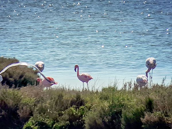 Fenicottero minore  - Lino Lipparini