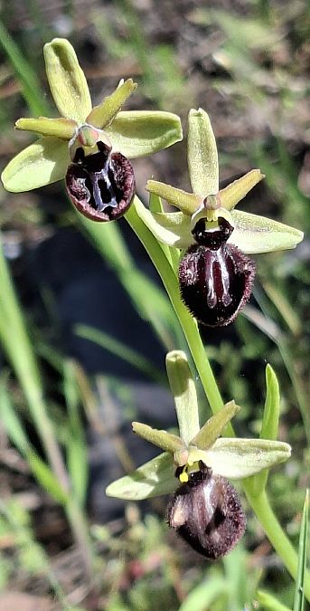 Ophrys incubacea 