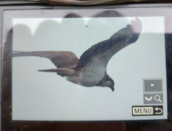 rybołów  - Stanisław Turowski