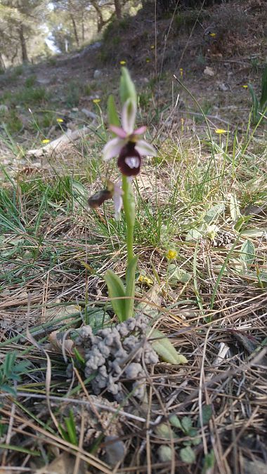 Ophrys drumana  - Monique Souben