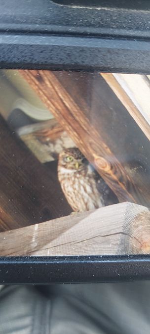 pójdźka  - Grzegorz Biały