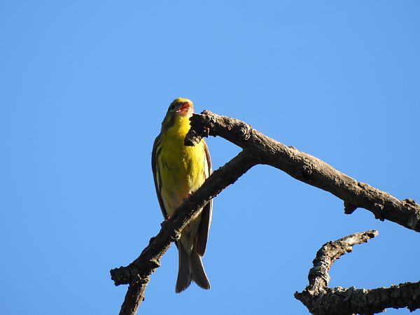 Gafarró  - Joan Pessarrodona