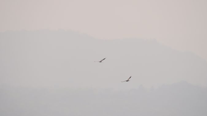 Albanella minore  - Alessandro Ghiggi