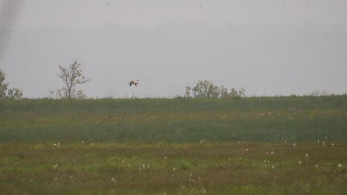 Albanella minore  - Alessandro Ghiggi