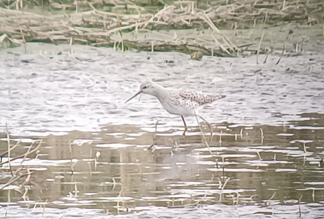 Marsh Sandpiper  - Michał Polakowski