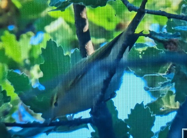 Mosquiter xiulaire  - Ferran Pujol