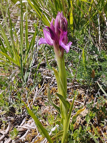 Anacamptis papilionacea var. expansa  - Gérard Joseph