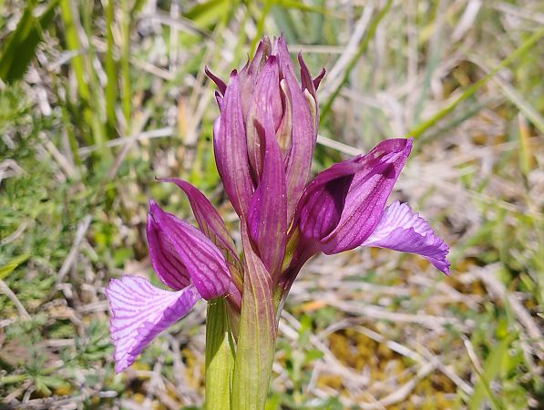 Anacamptis papilionacea var. expansa  - Gérard Joseph