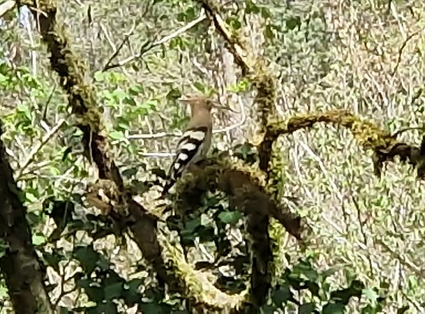 Upupa  - Paolo Pietrobon (FVG)