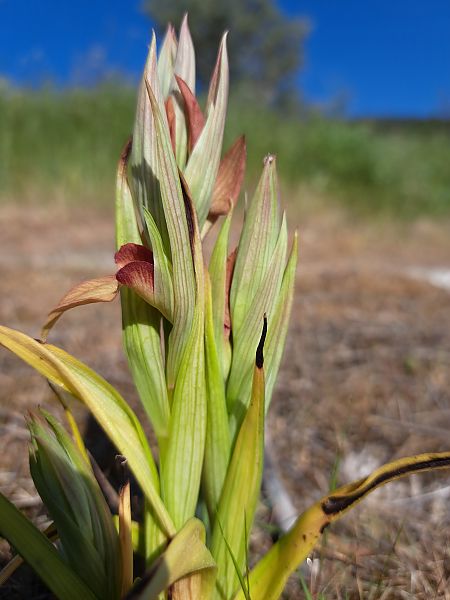 Serapias neglecta  - Emmanuel Cosson