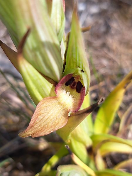 Serapias neglecta  - Emmanuel Cosson