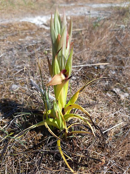 Serapias neglecta  - Emmanuel Cosson