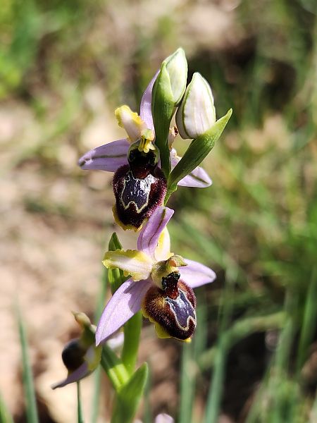 Ophrys splendida  - Catherine Rolland