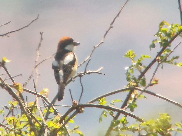 Averla capirossa  - Steven Hueting