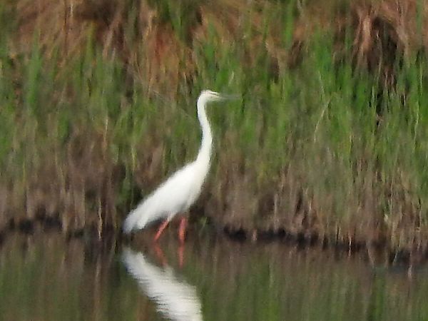 Airone bianco  - Paolo Faifer
