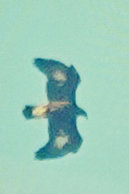 orzeł przedni  - Filip Wojciechowski