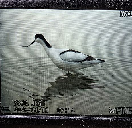 szablodziób  - Robert Locman