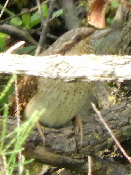 Torcicollo  - Massimo Tassinari
