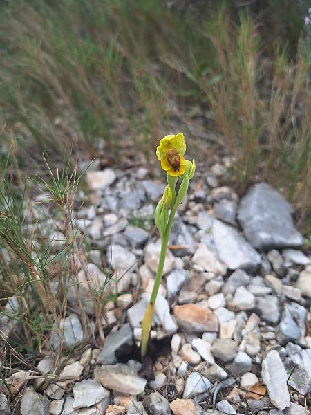 Ophrys lutea  - Thelma Vincent