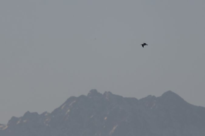 kulik mniejszy  - Katarzyna Szałas