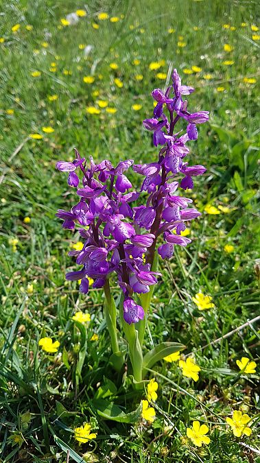 Anacamptis morio  - Colette Durlet