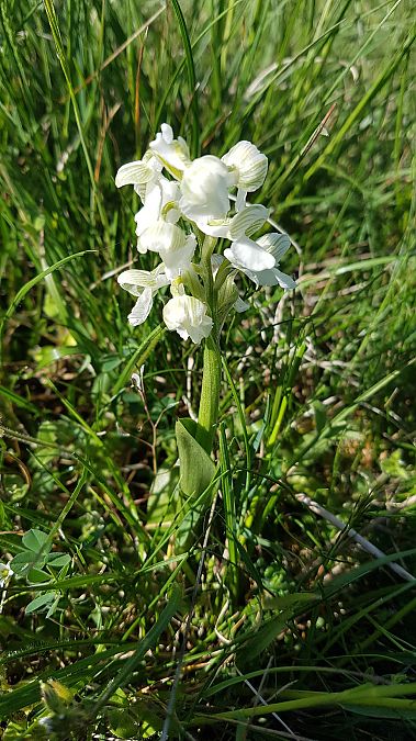 Anacamptis morio  - Colette Durlet