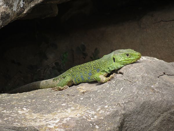 Llangardaix ocel·lat  - Marta i Dani López Bernat
