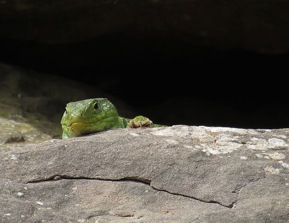 Llangardaix ocel·lat  - Marta i Dani López Bernat