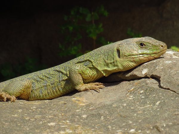 Llangardaix ocel·lat  - Marta i Dani López Bernat