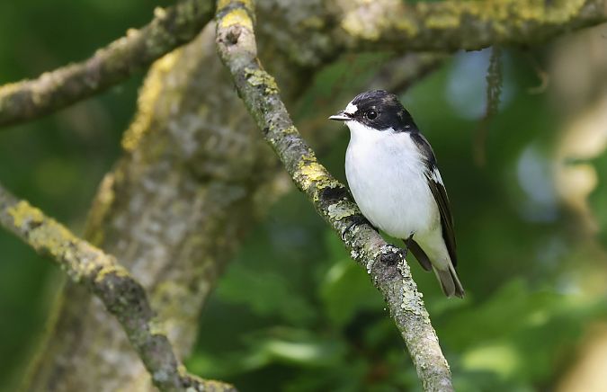 Balia nera  - Lorenzo Maffezzoli