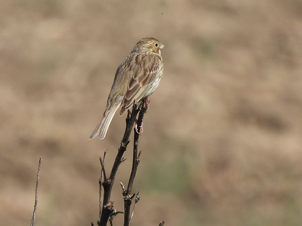 Cruixidell  - Joan Pessarrodona
