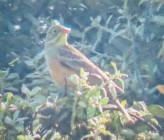 Hortolà  - Ferran Pujol