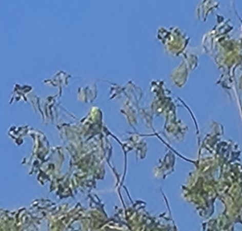 Parrocchetto dal collare  - Alessio Mannello