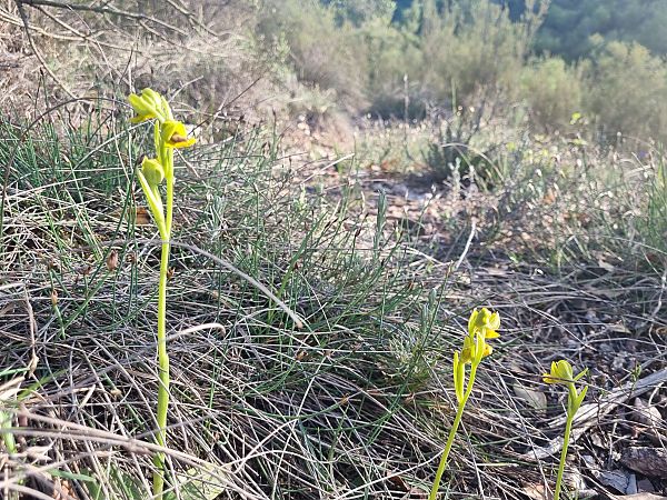 Ophrys lutea  - Pere Espinet
