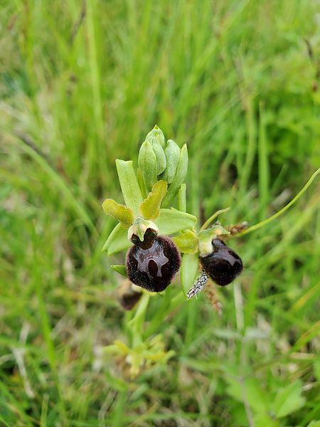Ophrys passionis  - Xavier Mengual