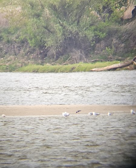 ostrygojad  - Anna Kamilewicz-Wicik