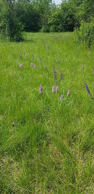 Orchis militaris  - Bruno Durbin