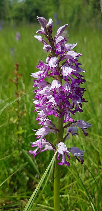 Orchis militaris  - Bruno Durbin