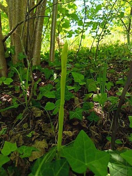 Limodorum abortivum  - Philippe Masia