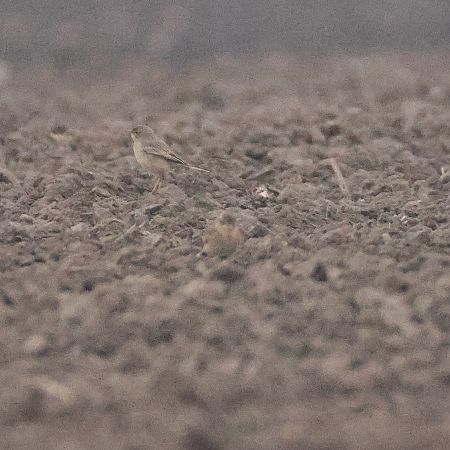 Pipit rousseline  - Chris Zlatar