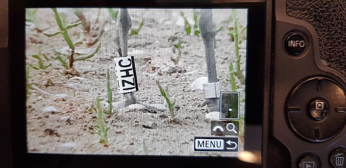 Gabbiano corso  - Giuseppe Di Lieto