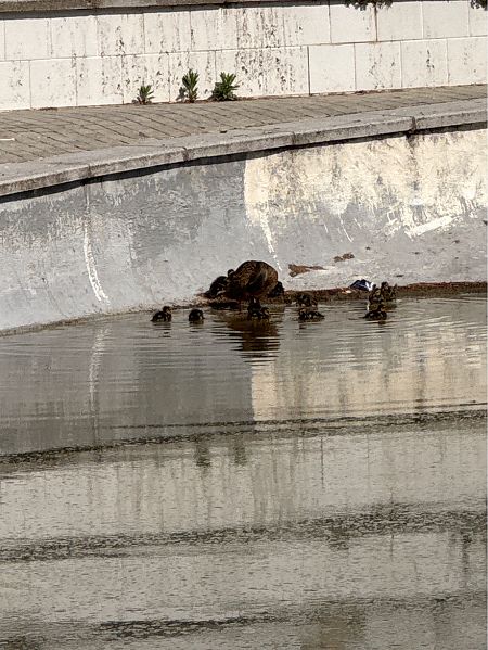 Ànec collverd  - Helena Navalpotro Buscail