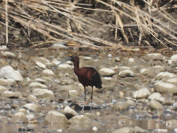 Mignattaio  - Enrico Carta