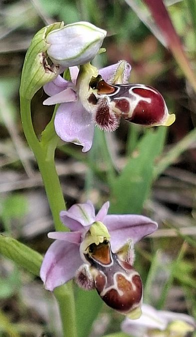 Ophrys scolopax 