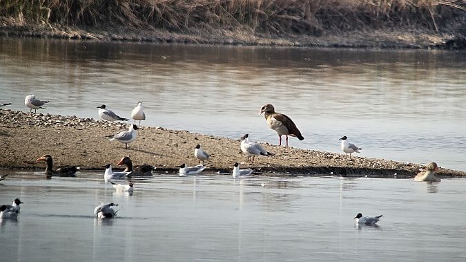 Nilgans  - Krzysztof Kajzer